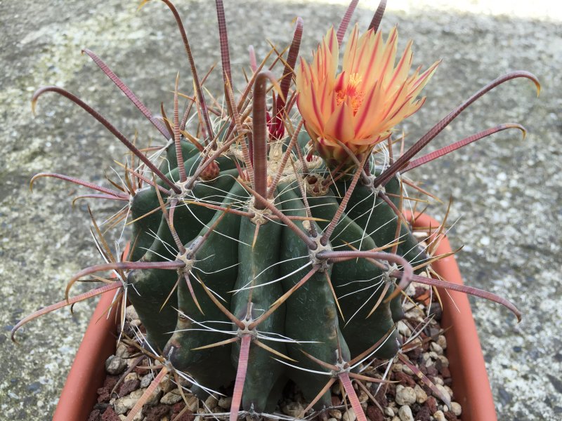 Ferocactus peninsulae 