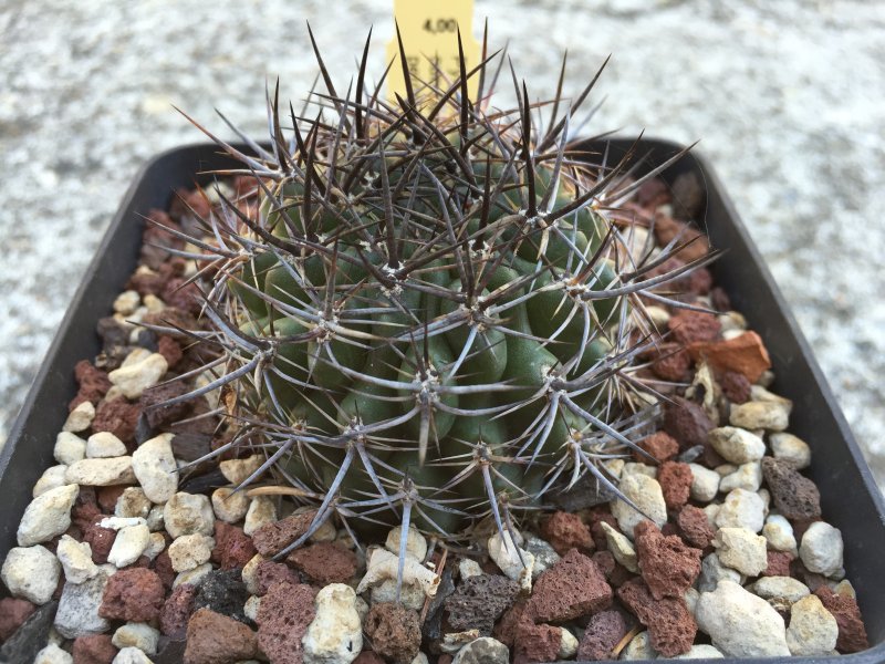 pyrrhocactus curvispinus v. petorcensis