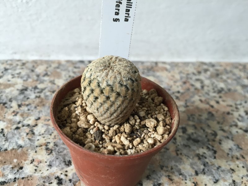 Mammillaria pectinifera 