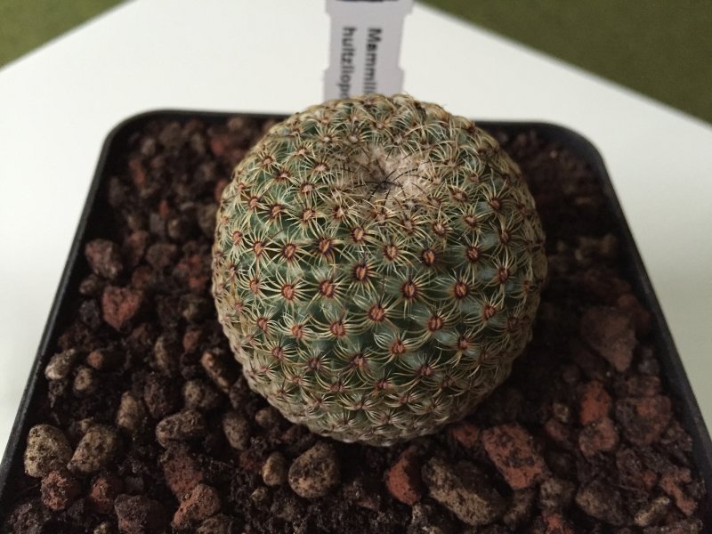 Mammillaria huitzilopochtli 