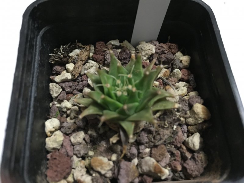 Obregonia denegrii 