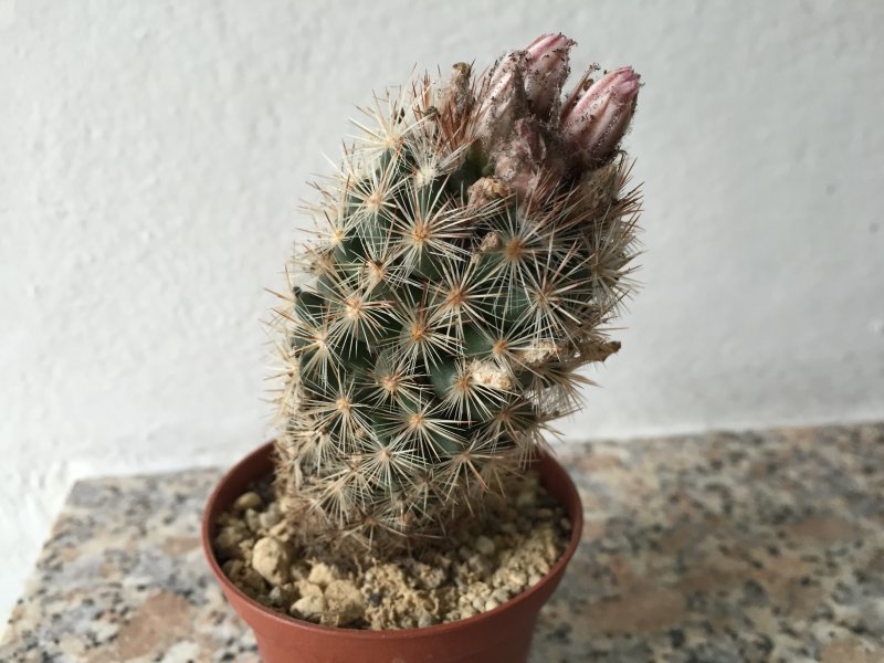 escobaria orcuttii