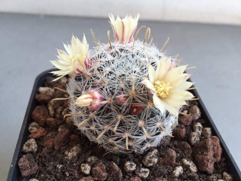 Mammillaria duwei 