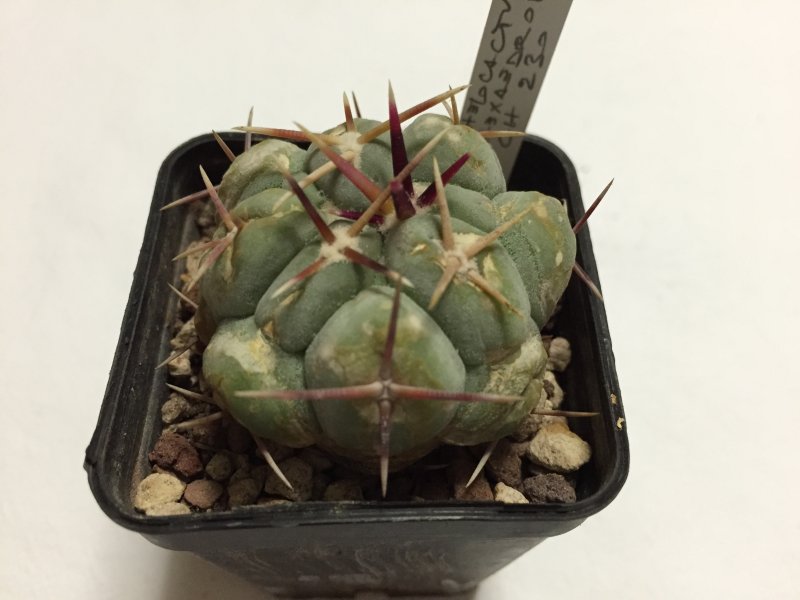 Thelocactus hexaedrophorus CH230