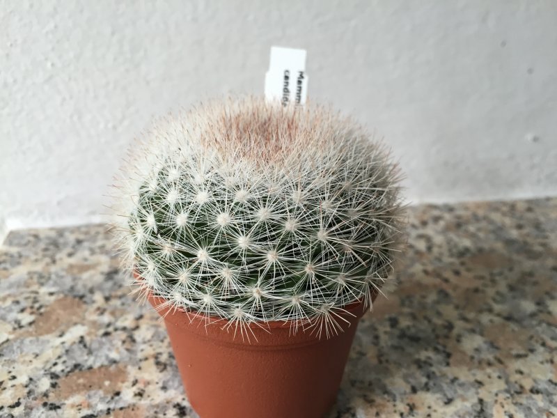 Mammillaria candida SB280