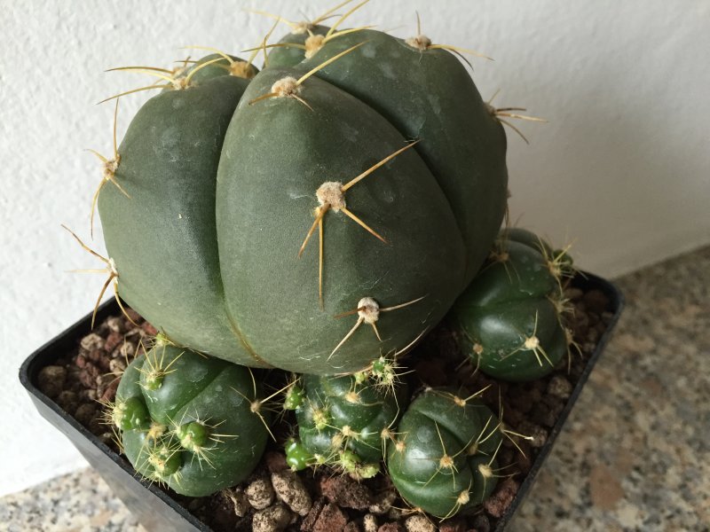 Gymnocalycium horstii 