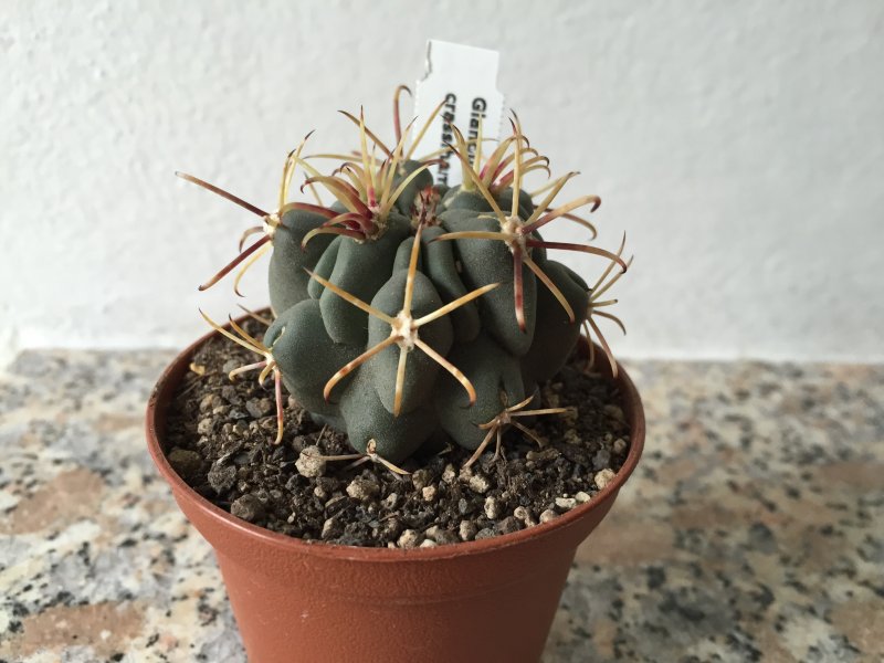 Glandulicactus crassihamatus 