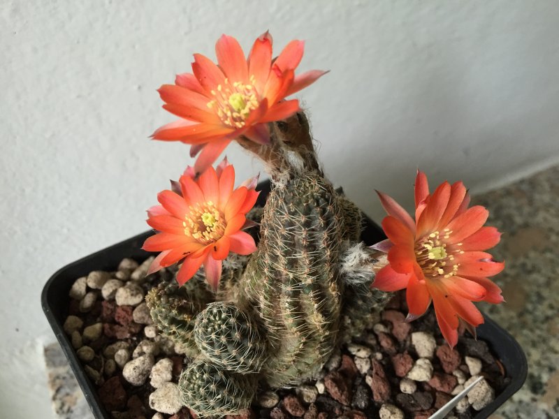 Rebutia pygmaea 