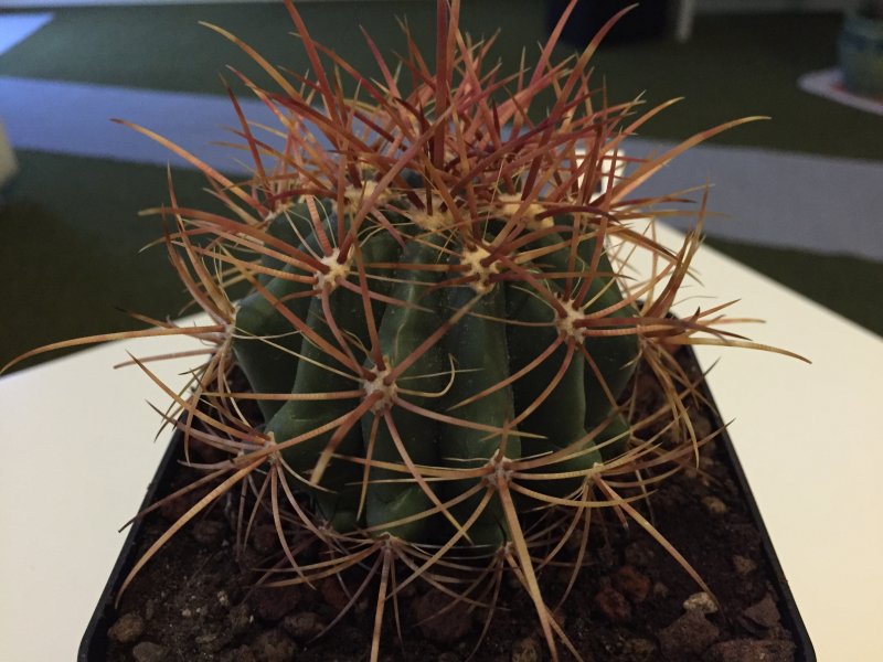 Ferocactus diguetii 