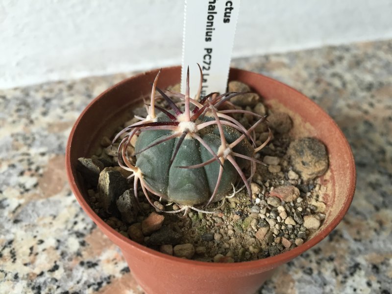 Echinocactus horizonthalonius PC72