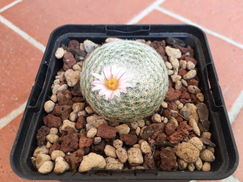 Mammillaria lenta 