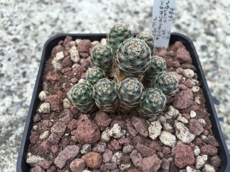 Rebutia escayachensis v. nitida KK1686