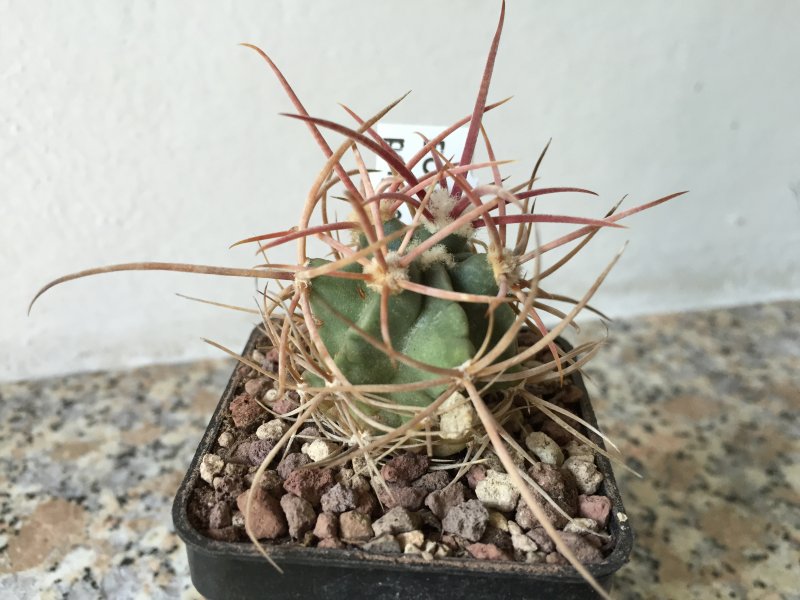 Echinocactus polycephalus 