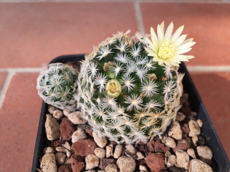 Mammillaria duwei 