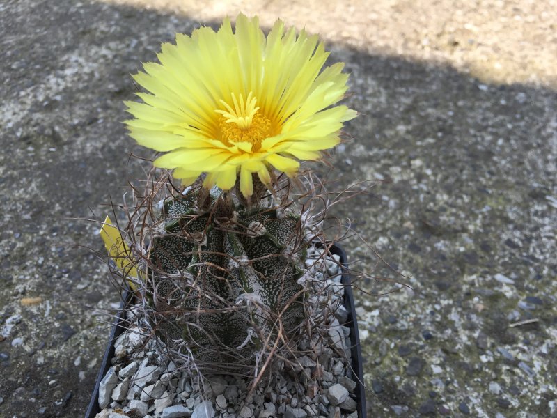 Astrophytum capricorne cv. crassispinoides 