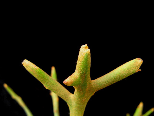 Euphorbia imerina 