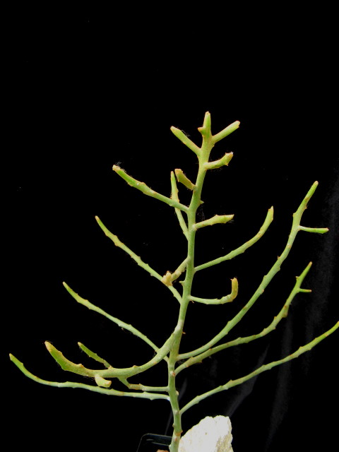 Euphorbia imerina 