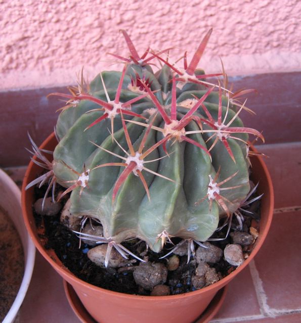 Ferocactus latispinus 