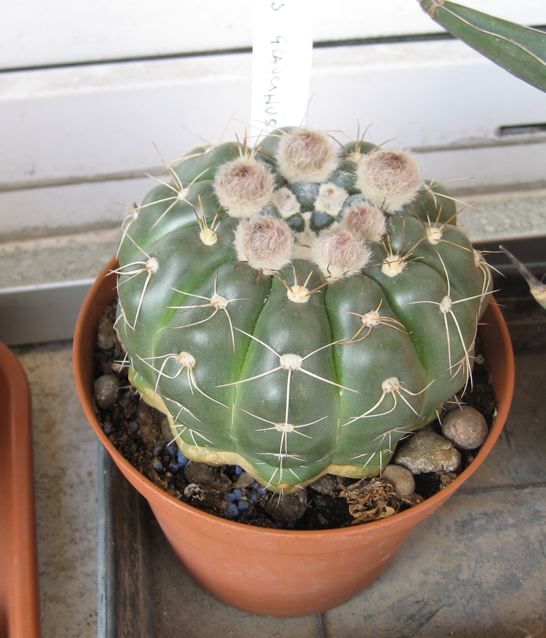 Notocactus crassigibbus 