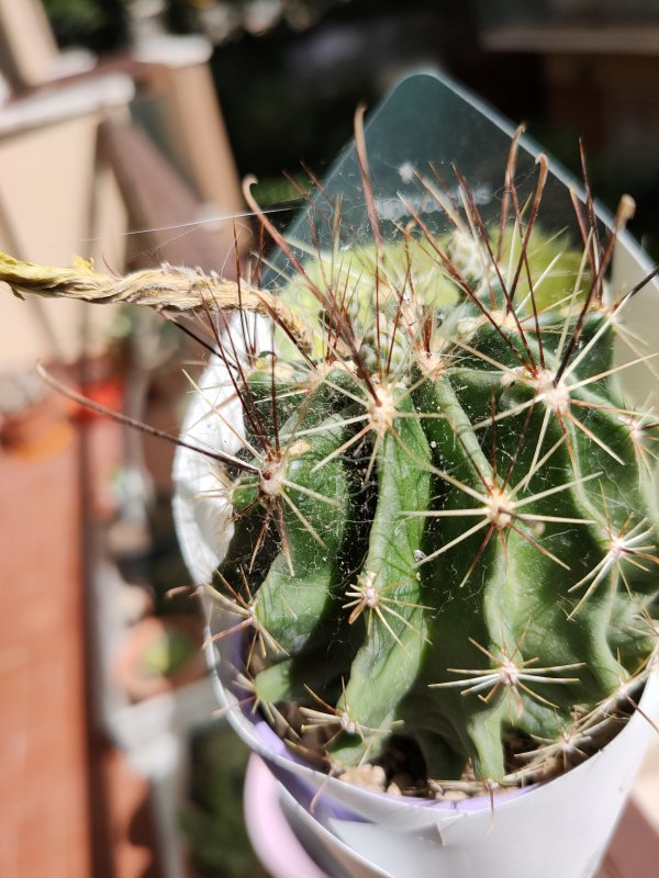 thelocactus setispinus