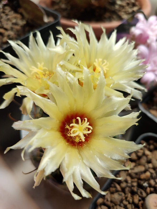 Thelocactus setispinus 