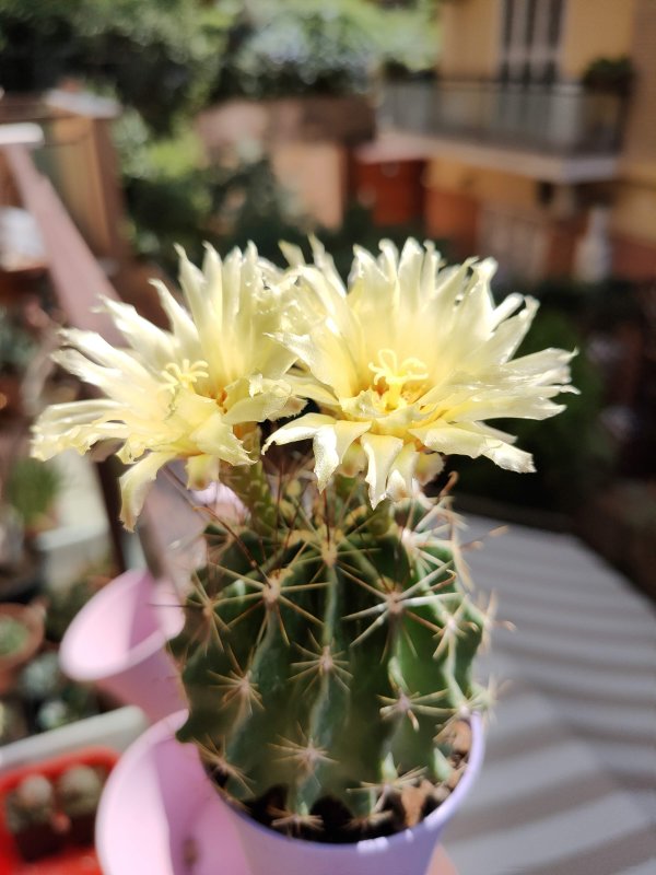 Thelocactus setispinus 