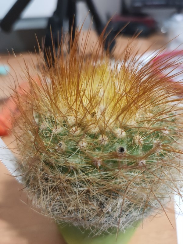 Parodia chrysacanthion 