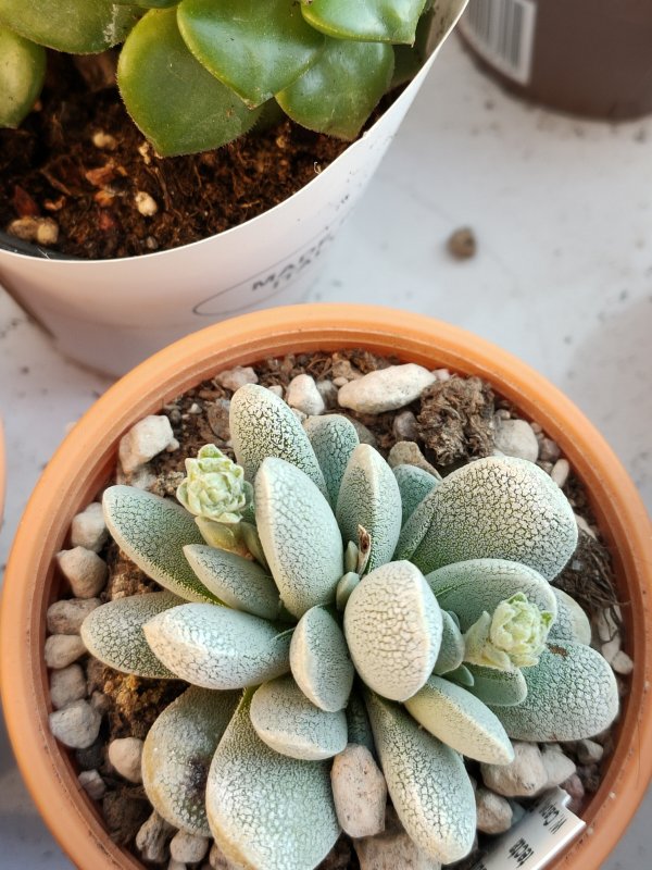 crassula tecta