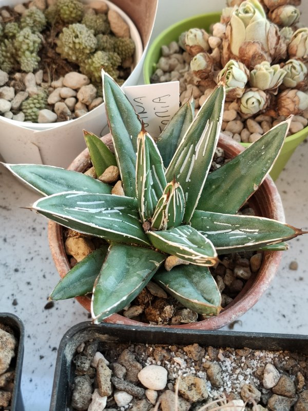 Agave victoriae-reginae 