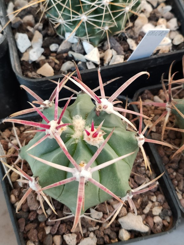 Ferocactus recurvus 