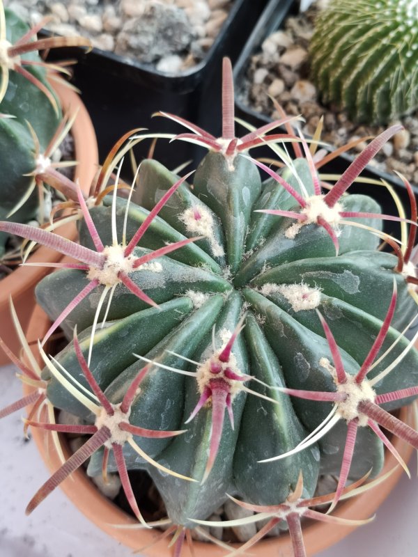 Ferocactus latispinus 