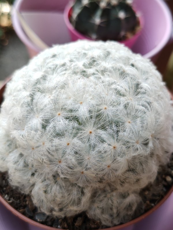 Mammillaria plumosa 