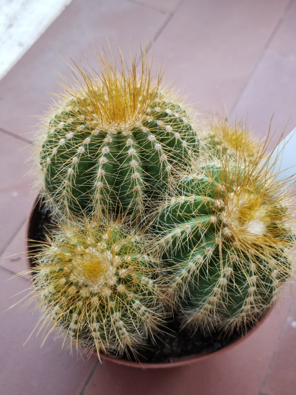 Parodia magnifica 