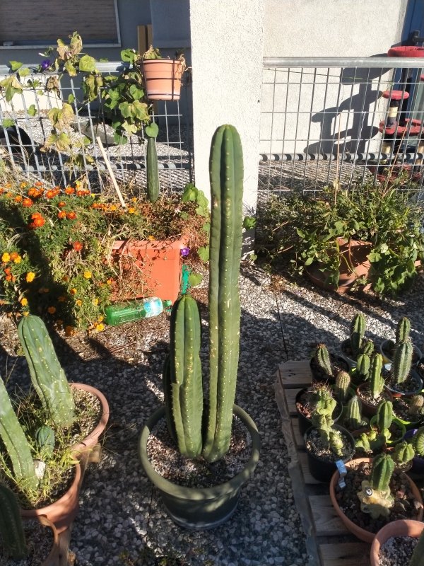 Trichocereus pachanoi 