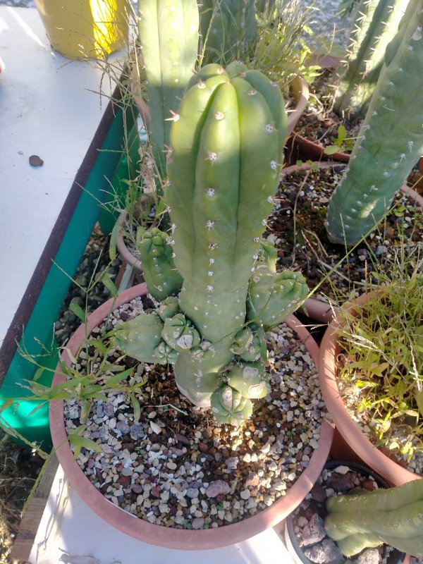 Trichocereus pachanoi 