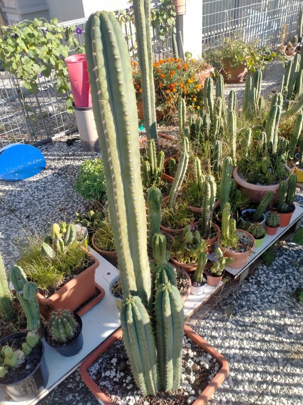 Trichocereus macrogonus 