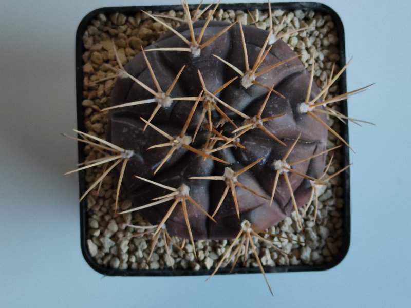 Gymnocalycium  