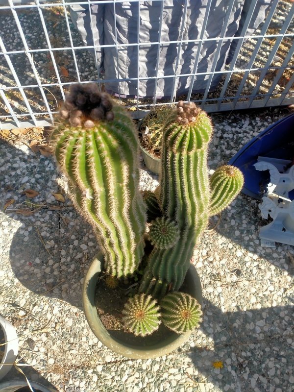 Trichocereus schickendantzii 