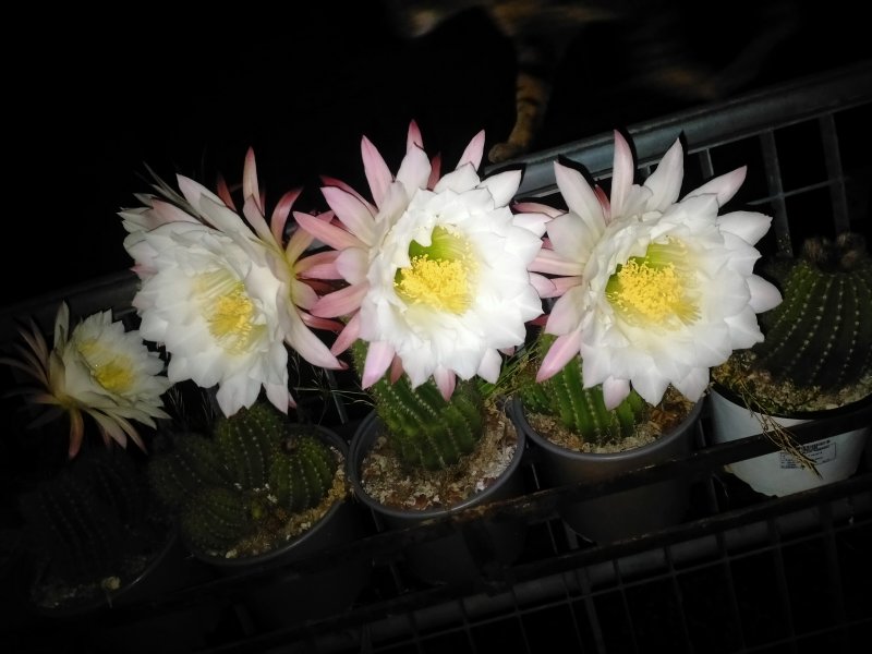 Trichocereus schickendantzii 