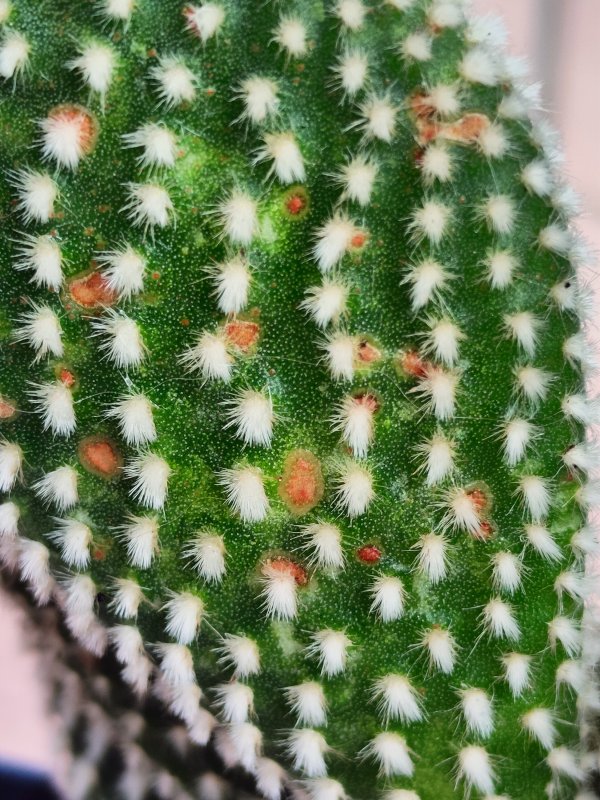 Opuntia microdasys 