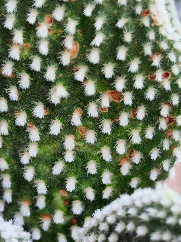 Opuntia microdasys 