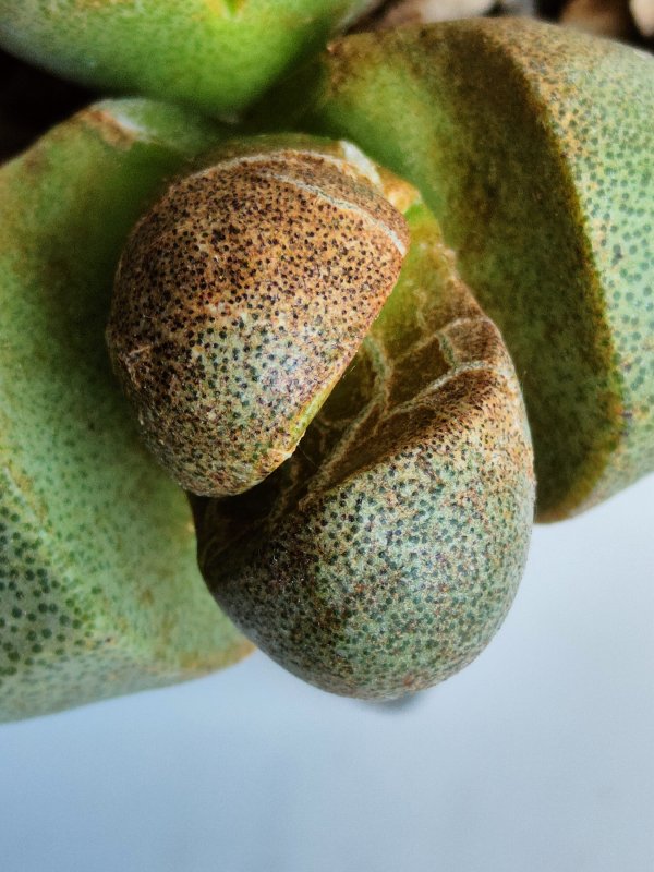 Pleiospilos nelii 