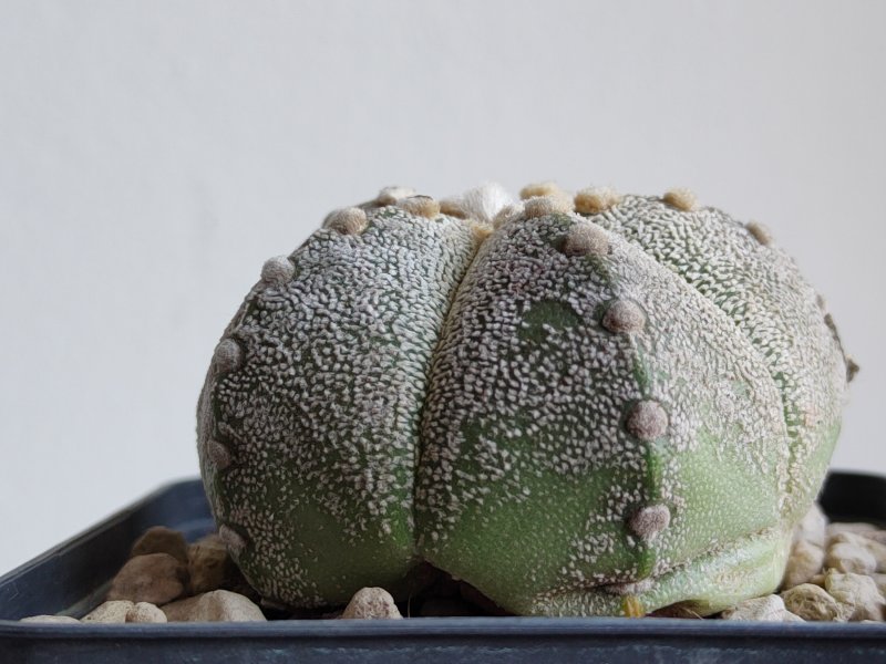 Astrophytum asterias / coahuilense 