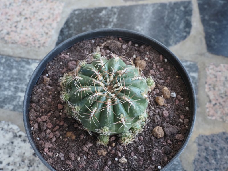 Matucana poltzi 
