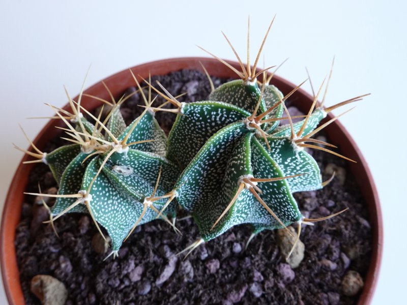 Astrophytum ornatum 