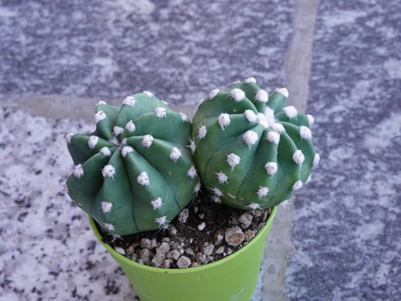 Echinopsis subdenudata 