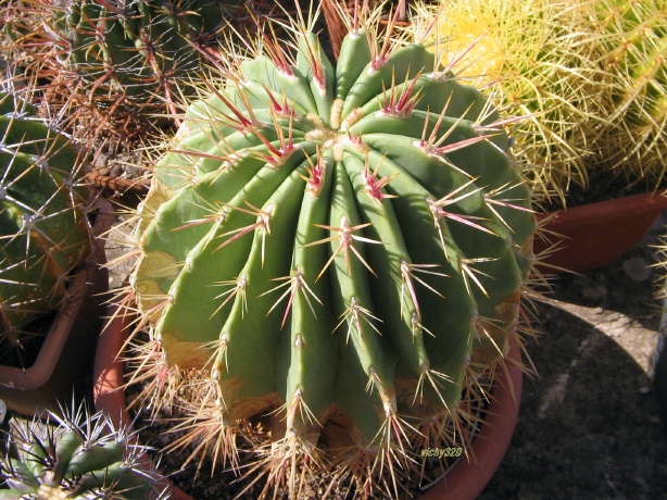 Ferocactus haematacanthus 