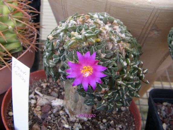 Ariocarpus kotschoubeyanus 