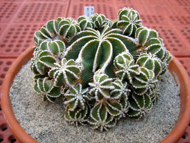 Aztekium hintonii 