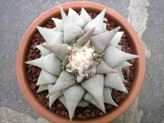 Ariocarpus trigonus 